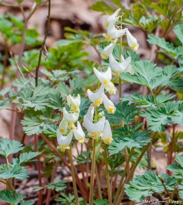 Dutchmans Breeches