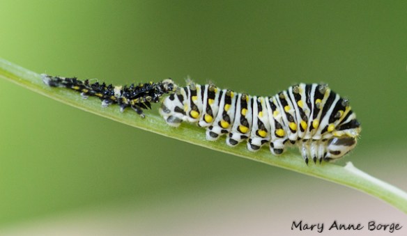 Black Swallowtail caterpillar with shed exoskeleton from its previous instar (growth stage).