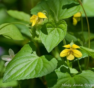 Downy Yellow Violet