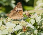 Common Buckeye and Honey Bees on Short-toothed Mountain Mint