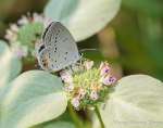 Eastern-tailed Blue on Short-toothed Mountain Mint