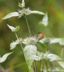 Northern Broken-dash on Hoary Mountain Mint