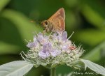 Hoary Mountain Mint with Northern Broken Dash