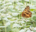 Variegated Fritillary on Short-toothed Mountain Mint
