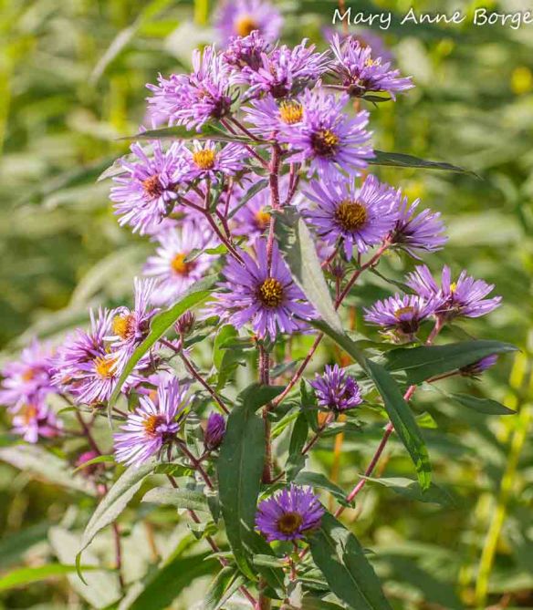 New England Aster (Symphyotrichum novae-angliae)