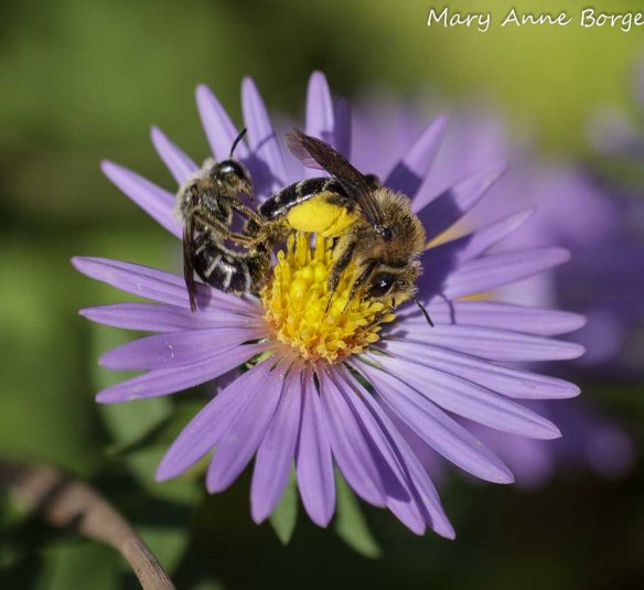 Mating Bees on Aromatic Aster (Symphyotrichum oblongifolium)