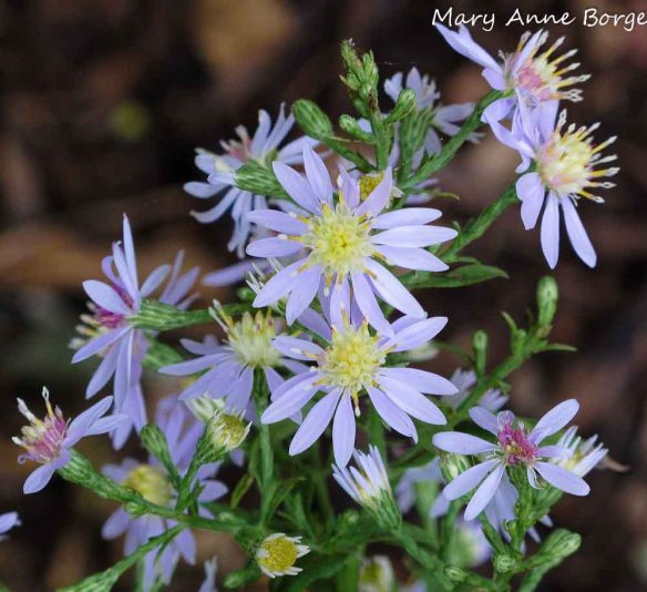 Blue Wood Aster (Symphyotrichum cordifolium)