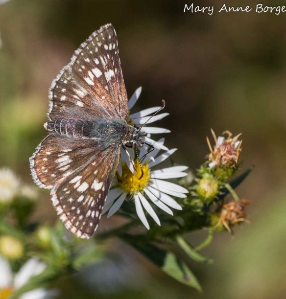 Common Checkered Skipper on Aster