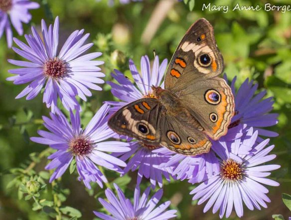 Aromatic Aster (Symphyotrichum oblongifolium) with Common Buckeye