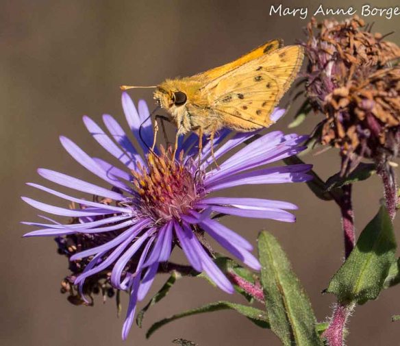 Fiery Skipper on New England Aster (Symphyotrichum novae-angliae)
