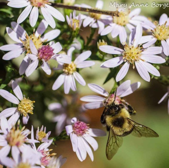 Blue Wood Aster (Symphyotrichum cordifolium) with Bumble Bee