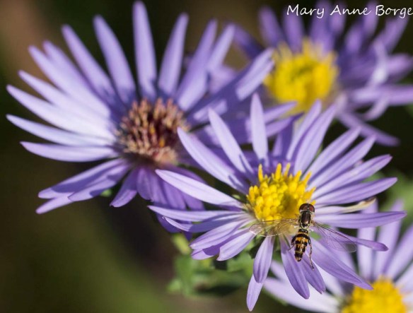 Hover or Flower Fly, likely Toxomerus geminatus, on Aromatic Aster (Symphyotrichum oblongifolium)
