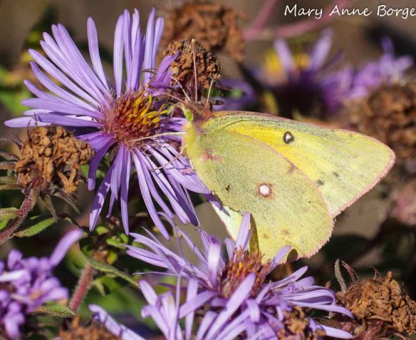 Orange Sulphur on New England Aster (Symphyotrichum novae-angliae)