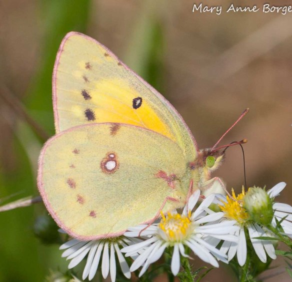 Orange Sulphur on Awl Aster (Symphyotrichum pilosum)