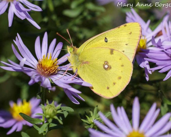 Orange Sulphur on Aromatic Aster (Symphyotrichum oblongifolium)
