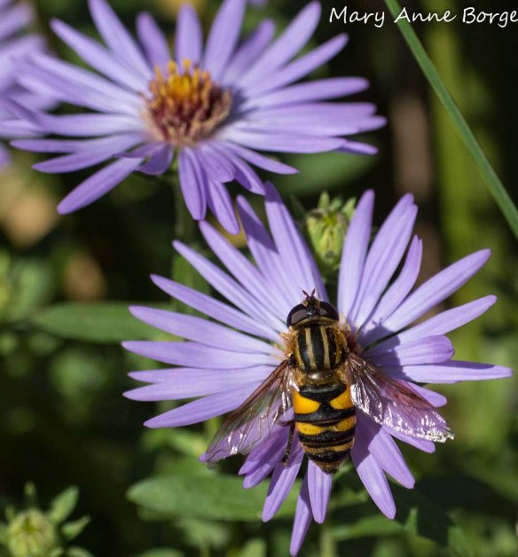 Flower or Hover Fly, Helophilus sp, on Aromatic Aster (Symphyotrichum oblongifolium)