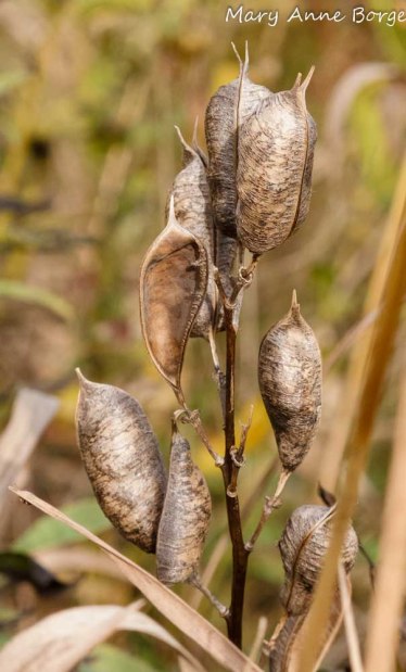 Blue False Indigo (Baptisia australis)