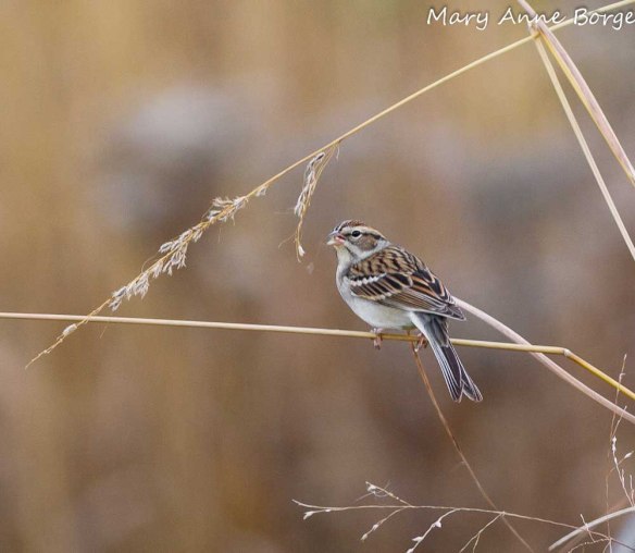 Chipping Sparrow eating  Indian Grass seeds