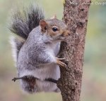 Gray Squirrel