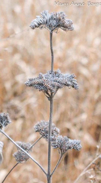 Hoary Mountain Mint (Pycnanthemum incanum)