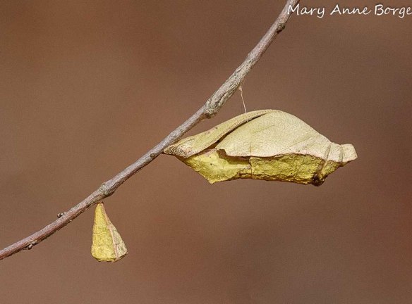 Swallowtail Chrysalis