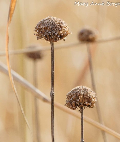 Wild Bergamot (Monarda fistulosa)