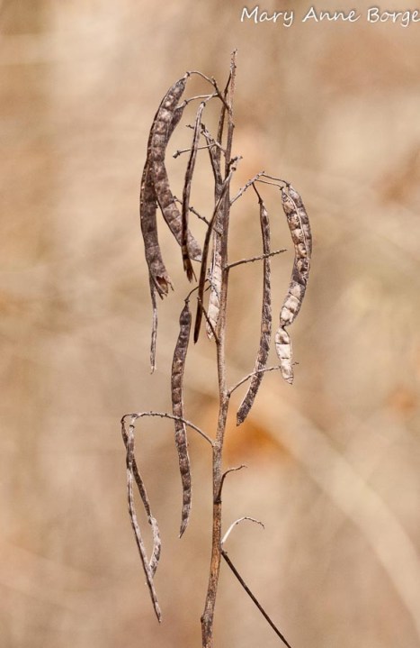 Wild Senna (Senna hebecarpa)