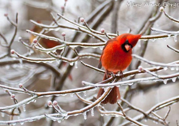 Cardinals, in dogwood in winter