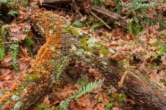 Mushrooms on dead wood