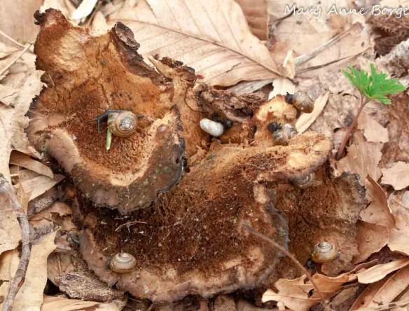 Snails feeding on mushrooms