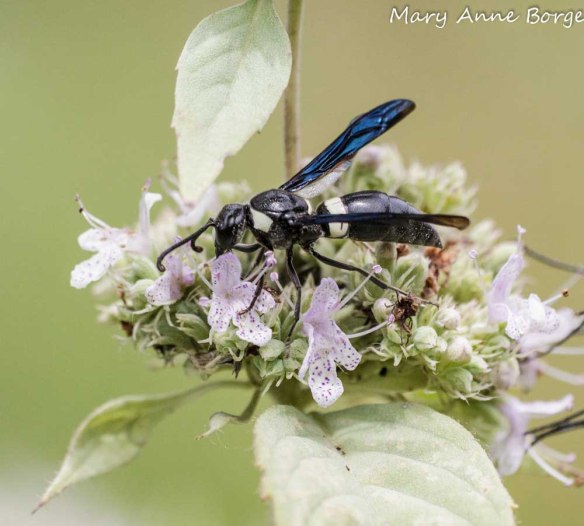 Mason Wasp (Monobia quadridens) on Hoary Mountain Mint (Pycnanthemum incanum)