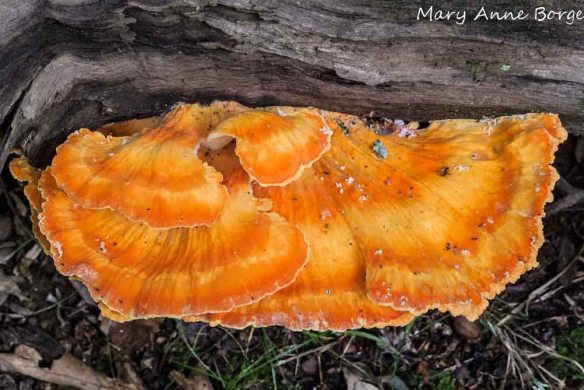 Chicken of the Woods