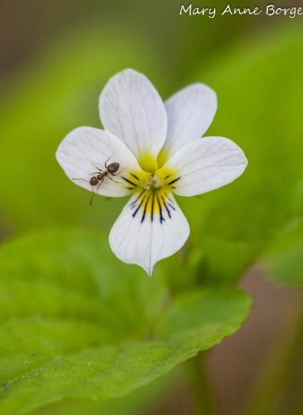 Ant with Canada Violet (Viola canadensis)