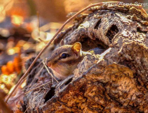 Eastern Chipmunk peeking out of tree stump