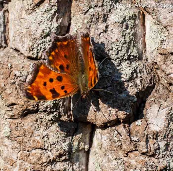 Eastern Comma