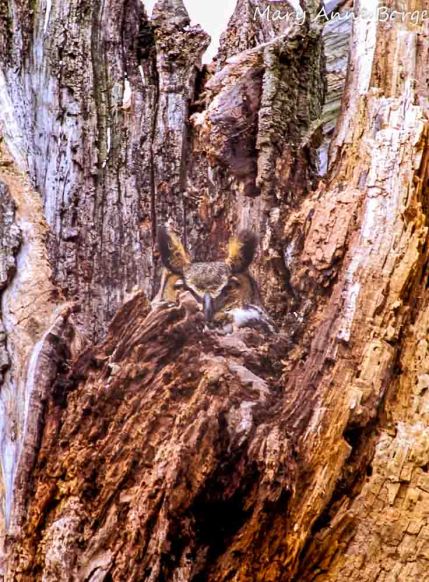 Great Horned Owl in snag