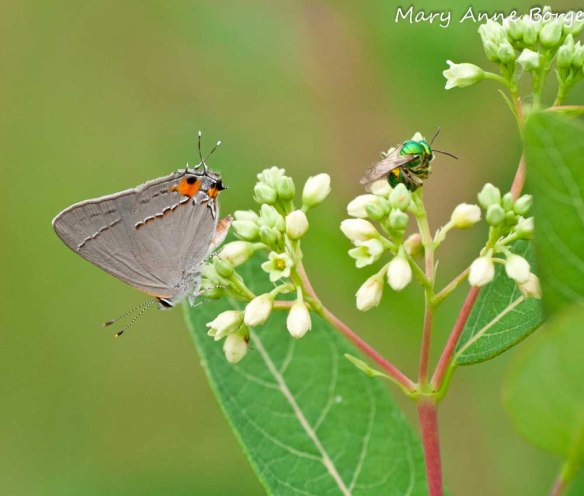 Sweat Bee and Gray Hairstreak on Indian Hemp (Apocynum cannabinum)