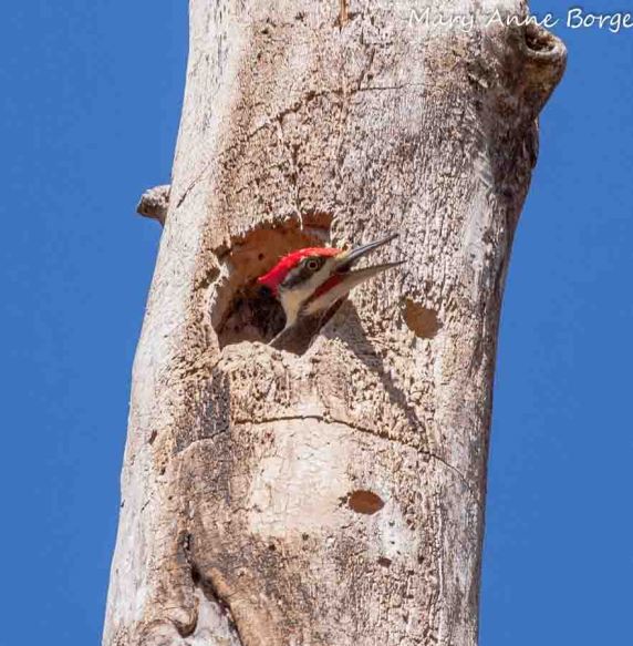 Pileated Woodpecker looking out of nest hole