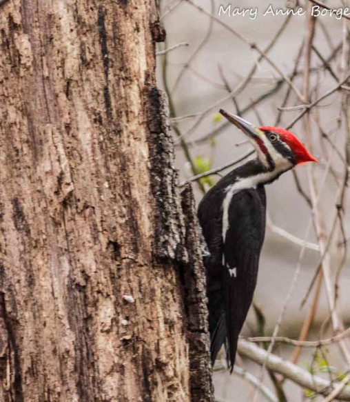 Pileated Woodpecker feeding on insects in dead tree