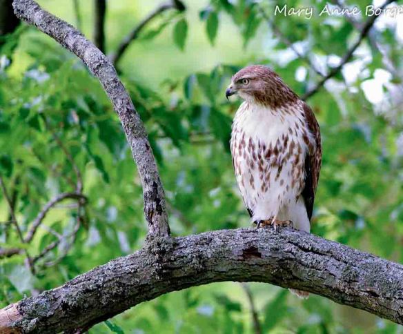 Red-Tailed Hawk
