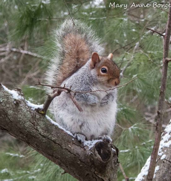 Eastern Gray Squirrel