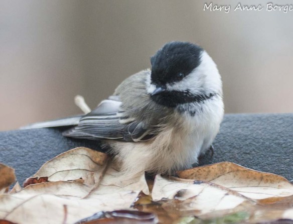 Carolina Chickadee