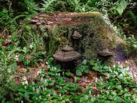 Tree stump with mushrooms, mosses, ferns and Canada Mayflower (Maianthemum canadense)