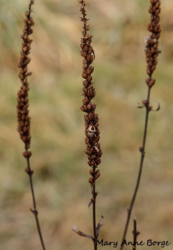 Culver’s Root (Veronicastrum virginicum) with spider