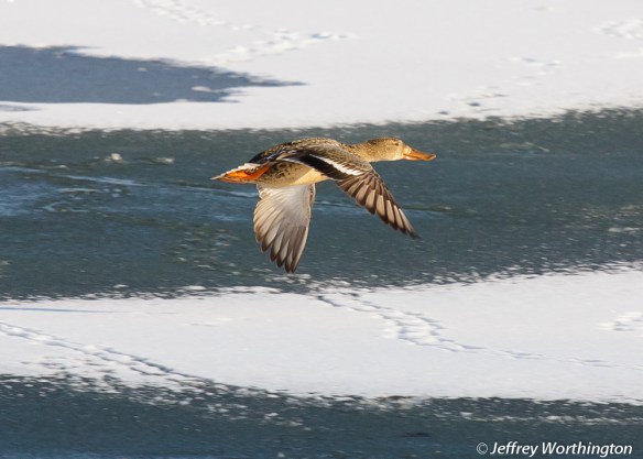 Gadwall in flight over Spring Lake