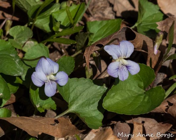 Violets