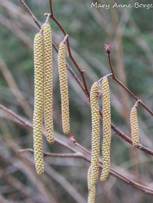 American Hazelnut Flowers