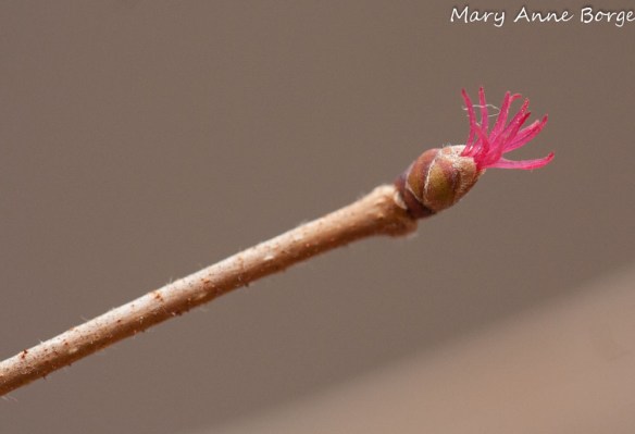 American Hazelnut Female Flower