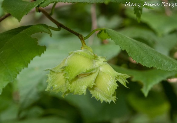 American Hazelnut
