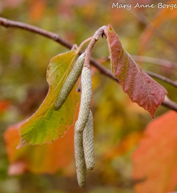 American Hazelnut in Fall